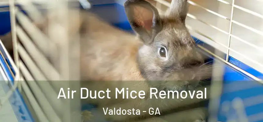 Air Duct Mice Removal Valdosta - GA